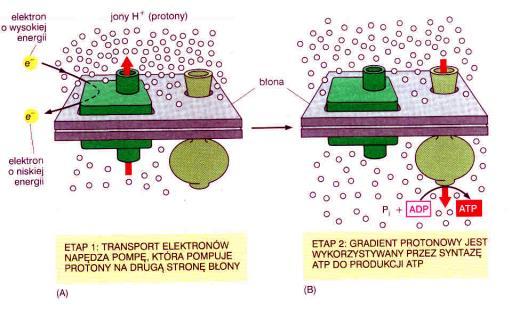 Łańcuch przenośników elektronów i synteza ATP Etap 1 transport elektronów wzdłuż przenośników (uwolnienie energii) [błona wewnętrzna ] pompowanie protonów (wykorzystanie