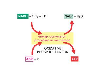 -kompleks syntazy ATP] synteza ATP (wykorzystanie energii) sprzężenie chemiosmotyczne (hipoteza) sprzężenie chemiosmotyczne Fosforylacja oksydacyjna Energia uwalniana przez