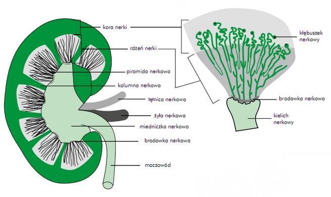 Nefron Nefron, liczący około 3 cm długości, poczynając od torebki kłębuszka, składa się z trzech części: Proksymalny kanalik kręty Pętla rdzeniowa (pętla