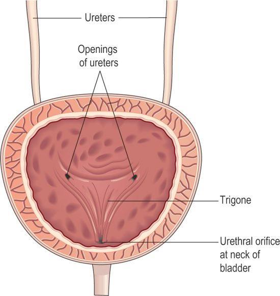 Pęcherz moczowy Trzy ujścia w ścianie pęcherza tworzą jego trójkąt. Dwa górne otwory na jego ścianie tylnej są ujściami moczowodów. Dolny wiedzie do cewki moczowej.