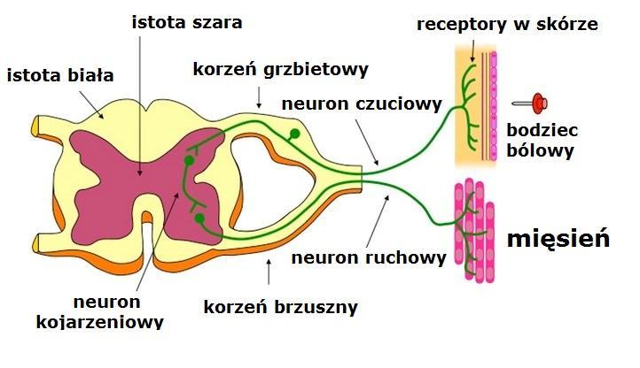 Oddawanie moczu Gdy w pęcherzu nagromadzi się 300-400 ml moczu, stymuluje to wrażliwe na