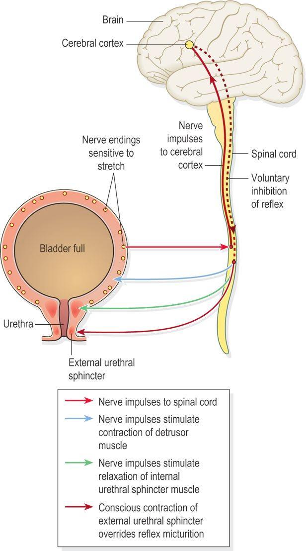 Oddawanie moczu Po pełnym wykształceniu się układu nerwowego odruch mikcji jest nadal wzbudzany, ale impulsy czuciowe trafiają też w górę do mózgu, wywołując uczucie parcia na mocz.