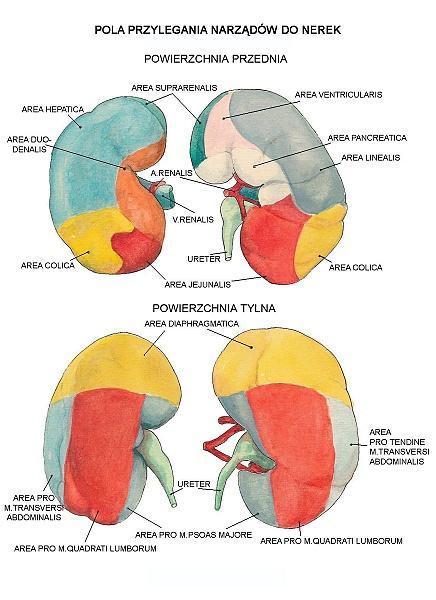 Narządy sąsiadujące z nerkami Prawa nerka: Od góry prawe nadnercze.