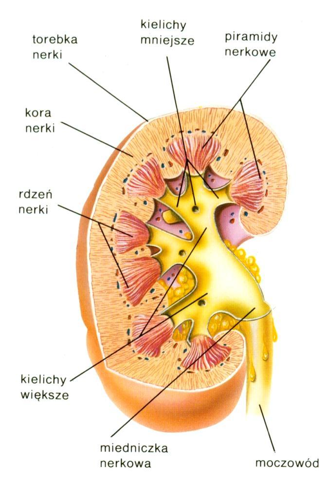 Makroskopowa budowa nerki Na podłużnym przekroju nerki, oglądanym okiem nieuzbrojonym, można wyróżnić trzy obszary tkanek: Zewnętrzna włóknista torebka otaczająca nerkę Kora,