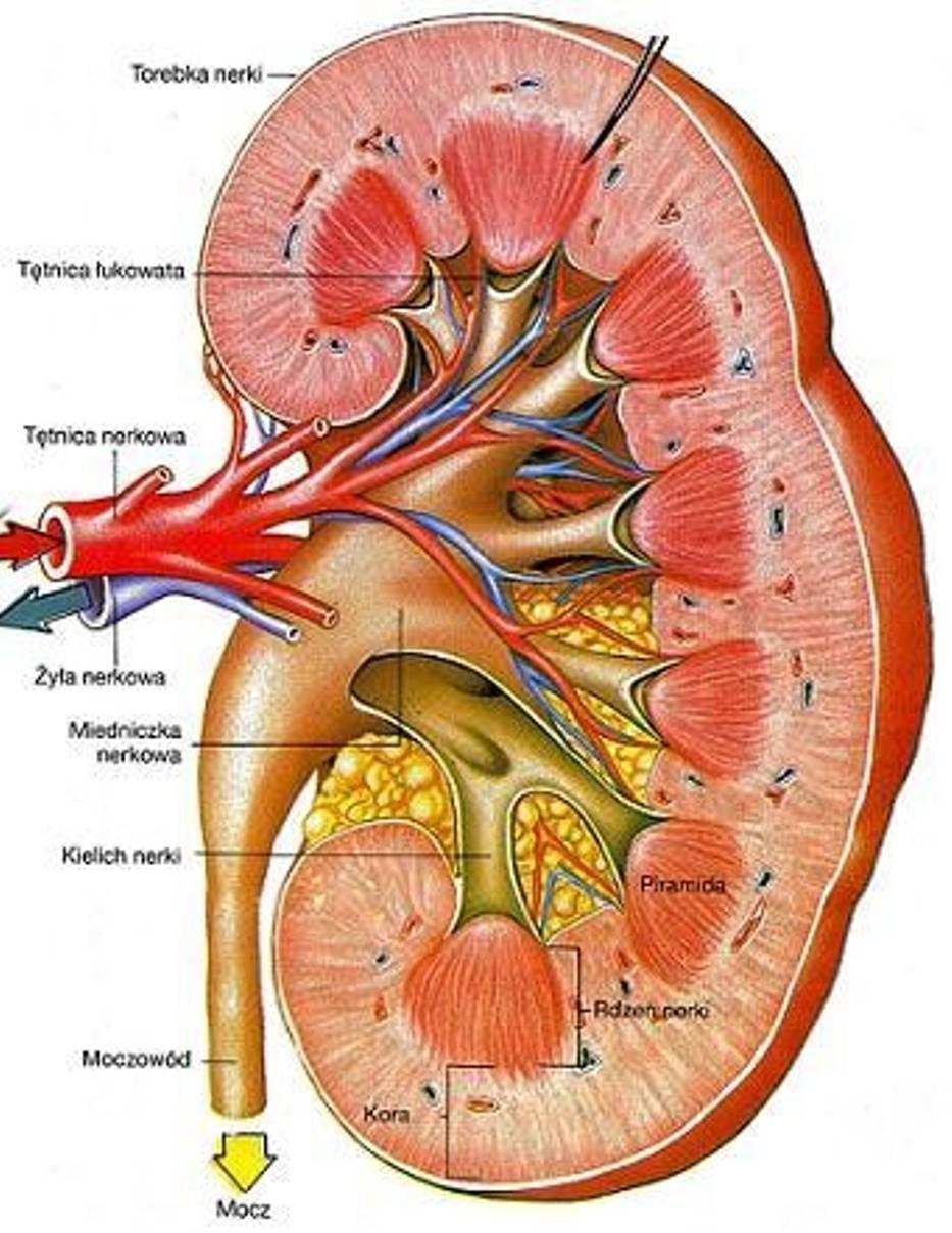 Makroskopowa budowa nerki Wnęka jest wgłębionym przyśrodkowym brzegiem nerki, w miejscu wnikania do niej naczyń krwionośnych i chłonnych, moczowodu i nerwów.