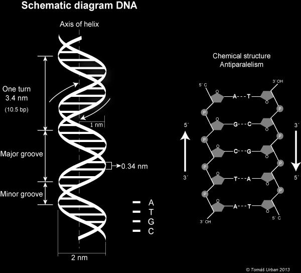 - wiemy jak wygląda DNA (Franklin, Watson, Crick, 1953) Od lat 60.