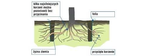 D.01.02.01 5.3. Zniszczenie pozostałości po usunięciu roślinności. Sposób zniszczenia pozostałości po usunięciu roślinności powinien być zgodny ze wskazaniami Inżyniera.