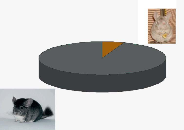 Beżowa; 5,6 % Standard i czarna aksamitna; 94,4% Procentowy udział odmian barwnych szynszyli w rejonie bydgoskim w 2013 Aby wstąpić pod ocenę KCHZ należy posiadać stado szynszyli standard minimum 50