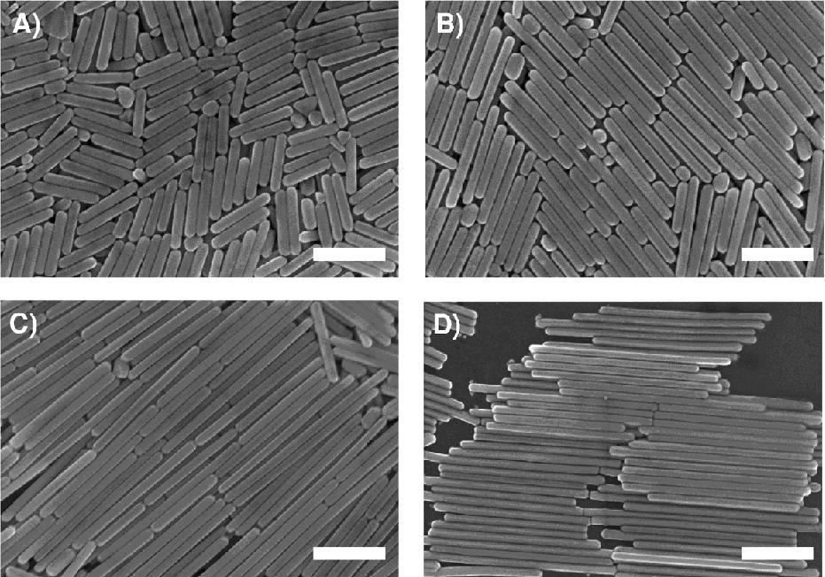 Rysunek 9. Obrazy SEM nanodrutów Ag (znacznik skali: 400 nm) uzyskanych przez naświetlanie przez 24 godziny roztworu zawierającego pięciokątne nanozarodki srebra, cytrynian sodu i azotan srebra.
