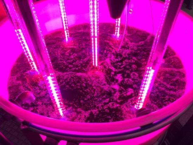Technologia produkcji alg Zastosowanie lamp LED przy produkcji alg zwiększenie efektywności przyswajania światła, dzięki charakterystyce dystrybucji światła bliskiej do oświetlenia słonecznego
