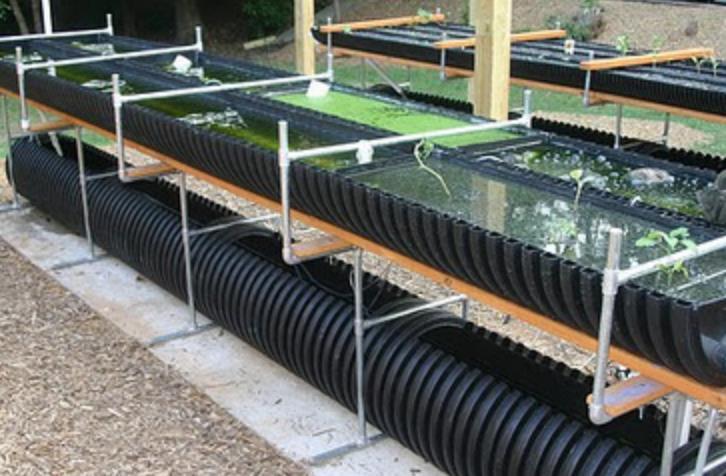 Systemy IMTA mogą być wykorzystane do recyklingu składników odżywczych z wyższych gatunków poziomu troficznego do produkcji niższych poziomów upraw o wartości handlowej.