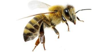 Pokaz rekwizytów związanych z pszczelarstwem.
