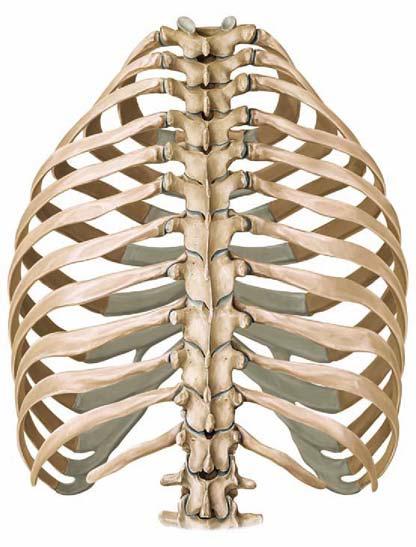 klatka piersiowa kręg piersiowy Th1 żebro I żebro II koniec kręgosłupowy żebra guzek żebra żebro III żebro IV żebro V