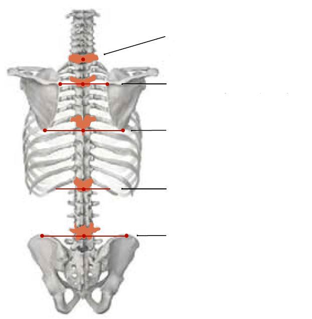 Namacalność wyrostków kolczystych połączenie szyjno-piersiowe (C7) grzebień łopatki (Th4) kąt dolny łopatki / żebro
