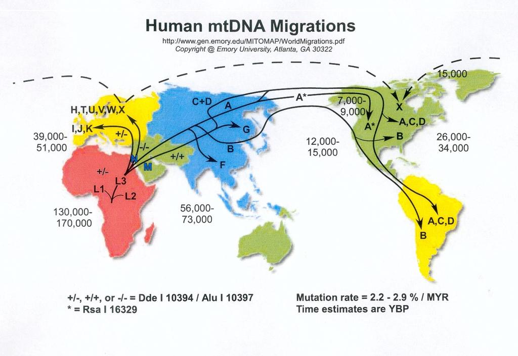 mtdna a historia