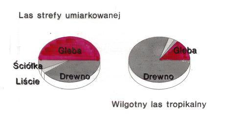 Węgiel deponowany jako ściółka Węgiel uwalniany jako CO 2 (gc/m 2 /rok) Dynamika węgla w glebach leśnych w zależności od szerokości geograficznej Szerokość geograficzna ( o N/S) Zielona linia węgiel