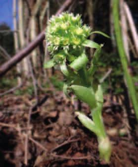 LEPIĘŻNIK BIAŁY (Petasites albus) Lepiężnik biały. Fot.