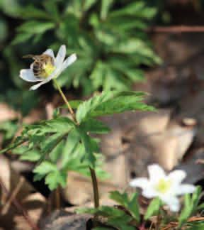 ZAWILEC GAJOWY (Anemone nemorosa) Porasta runo lasów mieszanych i liściastych. Rośnie w dość dużych grupach, tworząc łany.
