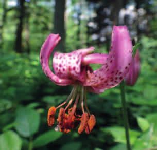 LILIA ZŁOTOGŁÓW (Lilium martagon) Pojedynczy kwiat lilii złotogłów. Fot.