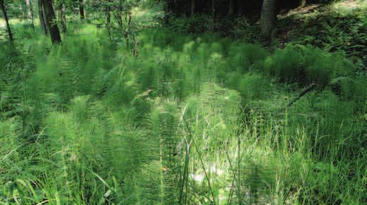 SKRZYP OLBRZYMI (Equisetum telmateia) W Polsce gatunek ten występuje rzadko, najczęściej można go spotkać na pogórzu.