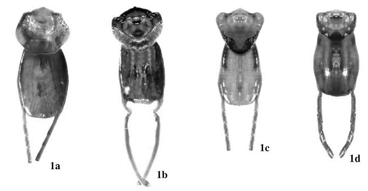 134 RAFAŁ GOSIK, JACEK ŁĘTOWSKI INTRODUCTION Genus Miarus SCHÖNHERR, 1826 is represented in Europe by 21 species, of which 3 species: M. abnormis Solari, 1947, M. ajugae (Herbst, 1795) and M.