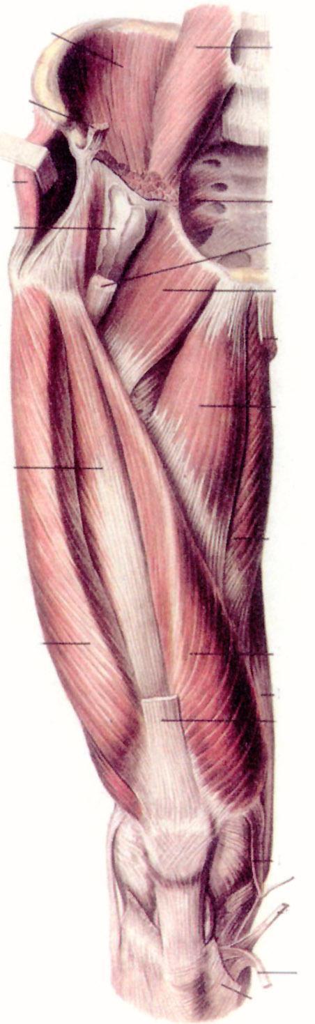 grupa przednia c.d. m. obszerny pośredni (m. vastus intermedius) m. obszerny pośredni ścięgno koocowe m. czworogłowego uda Położony jest pod m. prostym.