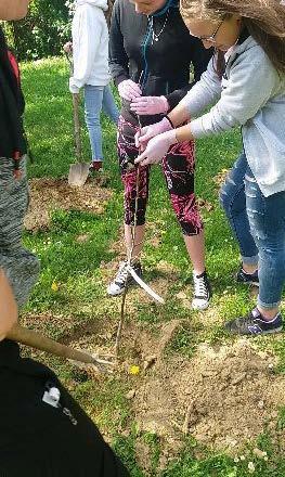 Natura nie lubi drogi na skróty i niechybnie wystawia rachunek. Im mniejsza pula odmian drzew tym łatwiej radzą sobie z nimi szkodniki.