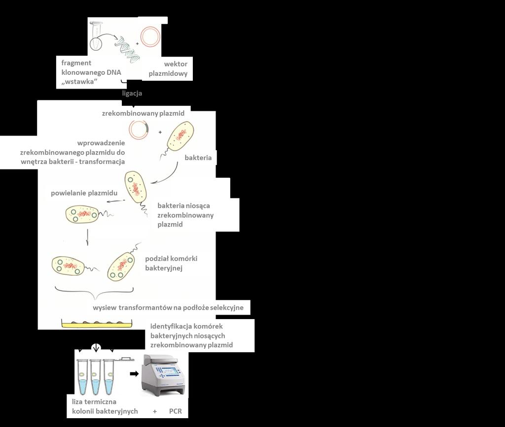 Ćwiczenia 2-4 KLONOWANIE DNA Klonowanie DNA jest podstawową techniką biologii molekularnej umożliwiającą powielenie określonego fragmentu DNA (najczęściej genu) w komórkach gospodarza np.