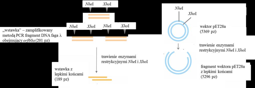 tym samym buforze. Tak szybkie działanie enzymów typu FastDigest to m.in. efekt mutacji wprowadzonych w kodujące je sekwencje.