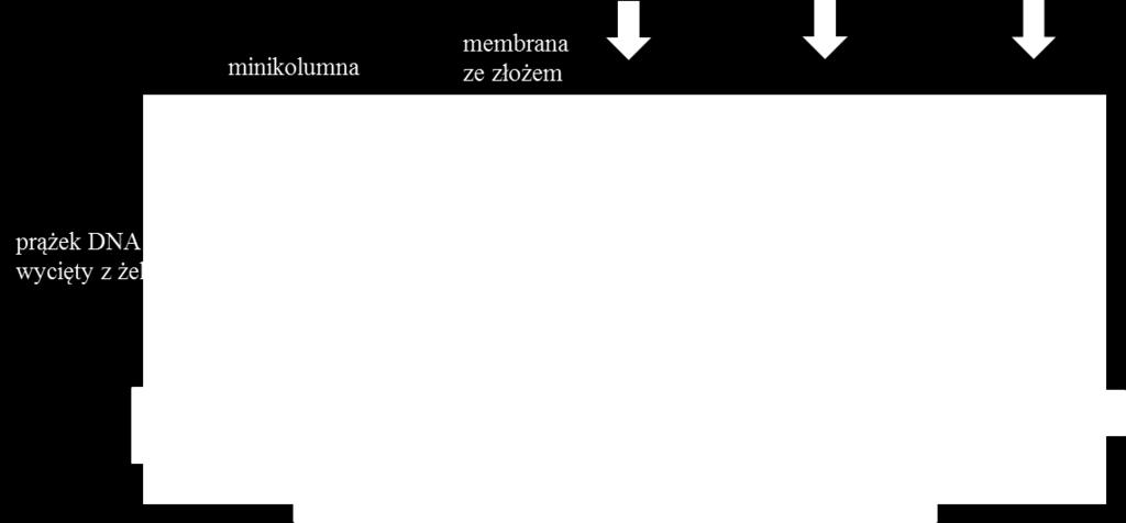 W pierwszym etapie wycięty z żelu fragment DNA, inkubowany jest w buforze, który po podgrzaniu ułatwia rozpuszczanie agarozy i często zawiera barwnik umożliwiający śledzenie tego procesu.