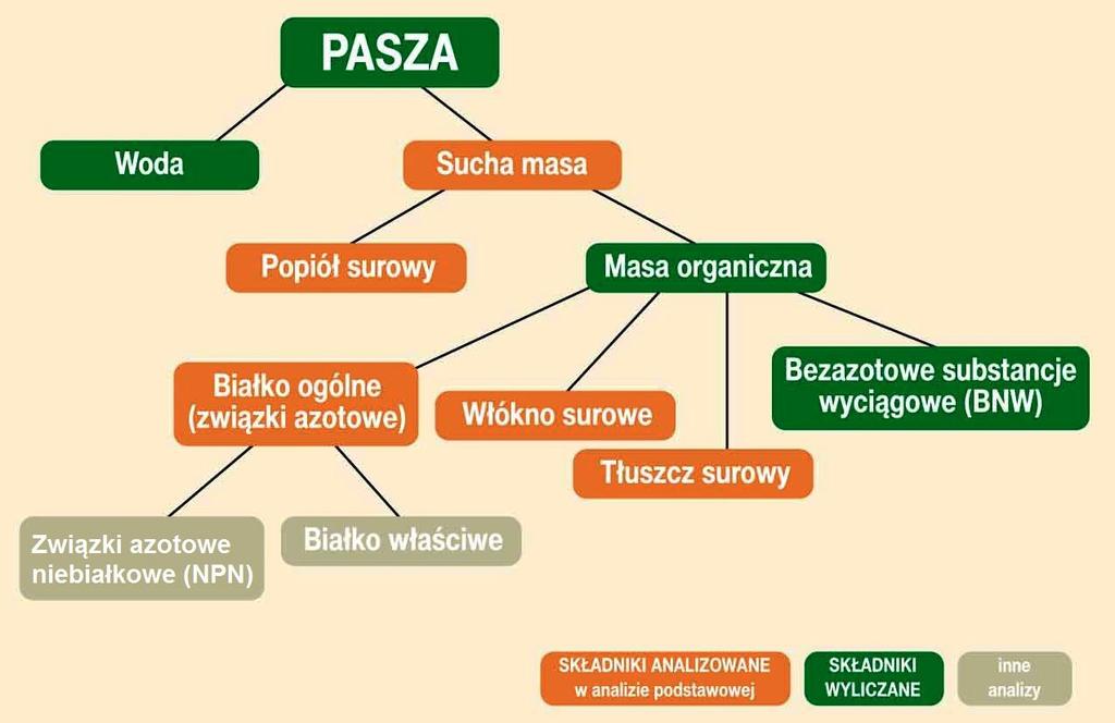 Każdy rodzaj paszy składa się z dwóch głównych składników: wody i suchej masy (schemat 1). Ze względu na zawartość wody można pasz można podzielić na pasze soczyste i suche.