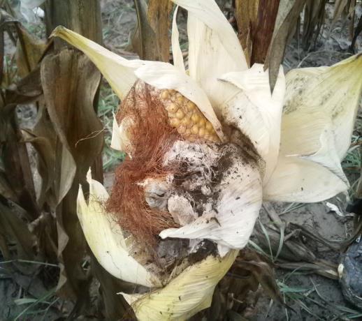kolb (Fusarium spp.
