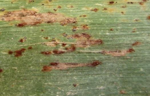 powierzchni monitorowanie zmian zdolności chorobotwórczych sprawców fuzariozy kolb (Fusarium spp.
