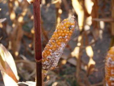Monitorowanie zmian zdolności chorobotwórczych sprawców fuzariozy kolb (Fusarium spp.