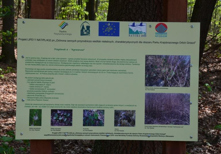 Przykłady zrealizowanych programów Program zwalczania rdestowców w południowej części obszaru Natura 2000 Graniczny Meander Odry (województwo śląskie) (Tokarska-Guzik i in.