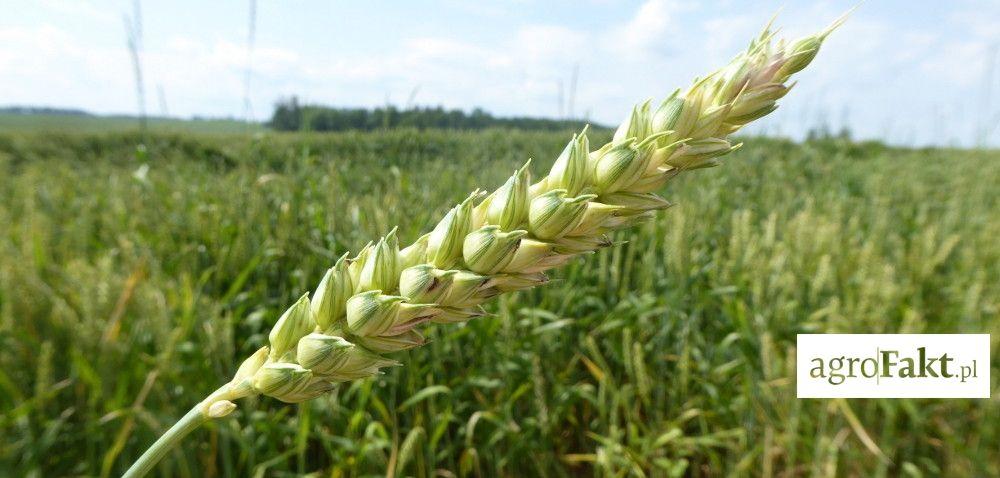 .pl https://www..pl Postaw na materiał kwalifikowany i sprawdzone odmiany!