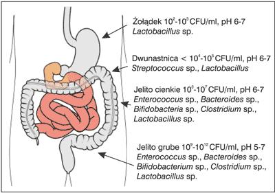 ZRÓŻNICOWANIE SIEDLISK ph 1-2 Czynniki wewnętrzne: Czynniki zewnętrzne: Sok żołądkowy Dostępność tlenu Perystaltyka Enzymy Sole żółciowe Bakteriocyny Dieta Pro- i prebiotyki PPI Antybiotyki