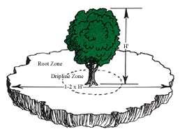 AUTOR RYSUNKU: TREE-ROOT-ZONE 2.4. Należy również wskazać, iż POZIOMY ZASIĘG (najcenniejszych) KORZENI ABSORBUJĄCYCH Z.S.K.A. drzewa znajduje się wewnątrz obszaru zakreślonego przez: rzut korony