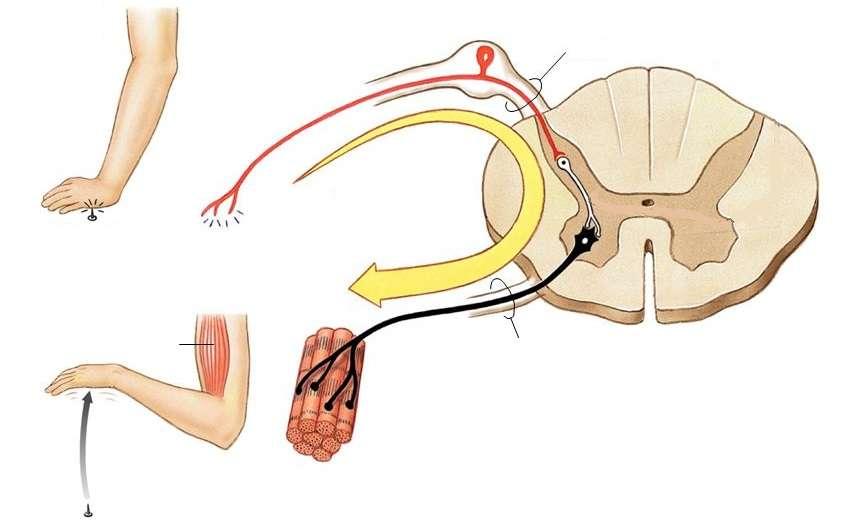 ŁUK ODRUCHOWY RECEPTOR NERW CZUCIOWY KIERUNEK