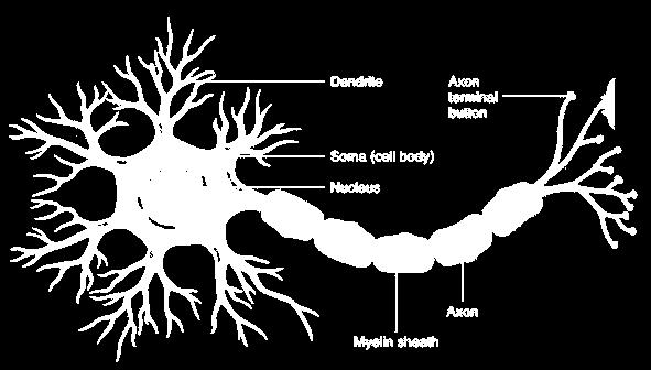 BUDOWA KOMÓRKI NERWOWEJ KIERUNEK PRZEWODZENIA IMPULSU NEROWEGO DENDRYT