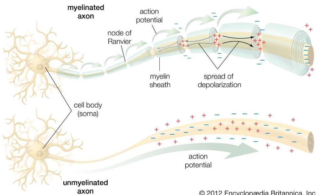 Szybkość przewodzenia impulsu nerwowego AKSON Z OSŁONKĄ MIELINOWĄ IMPULS NEROWY PRZEWĘŻENIE RANVIERA