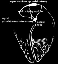 [ma] Badanie krzywej pobudliwości czas użyteczny chronaksja (C) 50 50 20 20 10 10 [ma] 5 5 2R reobaza (R) 2 2 optymalny czas trwania impulsu wartość progowa akomodacji 1 0.1 1 10 100 1000 1 0.