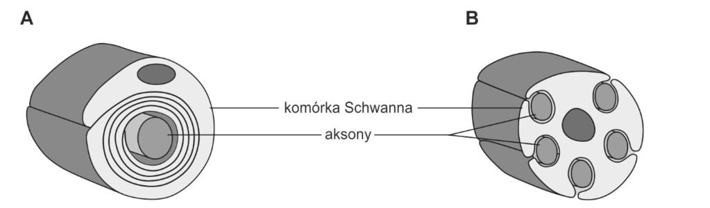 Rozdział I. Tkanka nerwowa osłonki nazywamy mielinizacją.