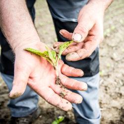 Roślina jest silniejsza, a ponadto krzem podnosi plon korzeni i cukru (fot. Agroconsult) Ważne jest, że stosowanie preparatu jest uzasadnione ekonomicznie komentuje rolnik z Opolszczyzny.