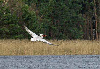 2010 Fot. 4. Wydrzyk długosterny Stercorarius longicaudus, Modrakowo, 19.09.