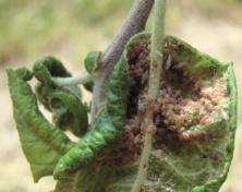 ZGNILIZNA PIERŚCIENIOWA PODSTAWY PNIA Phytophthora cactorum Aliette 80 WG Arietta 80 WG Agria Foseglin 80 WG 0,5% 0,5% 0,5% Opryskiwać podstawę pnia i glebę wokół pnia, stosując ok.