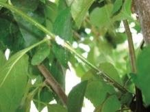 MSZYCA JABŁONIOWO BABKOWA Dysaphis plantaginea MSZYCA JABŁONIOWA Aphis pomi Kolonia mszycy jabłoniowo-babkowej Teppeki 50 WG Calypso 480 SC Movento 100 SC Stark 20 SP Sherpa 100 EC Decis Mega 50 EW