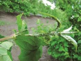 MSZYCE: JABŁONIOWA Aphis pomi JABŁONIOWO BABKOWA Dysaphis plantaginea JABŁONIOWO ZBOŻOWA Rhopalosiphum insertum Mszyca jabłoniowa Pirimor 500 WG Teppeki 50 WG Calypso 480 SC Acetamip 20 SP Stark 20