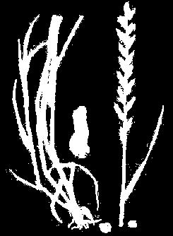 JAKOŚĆ DLA PROFESJONALISTÓW 19 Trawa Grass Herbe Pszenica Wheat Blé Jęczmień Barley Orge Rzodkiew Radish Radis Lolium perenne Triticum Hordeum Raphanus raphanistrum Ilość kg/min.