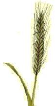 JAKOŚĆ DLA PROFESJONALISTÓW 20 Wyka Vetch Vesce Gryka Buckwheat Blé Noir Łubin Blue Lupine Lupin Bleu Żyto zwyczajne Green Rye Seigle Vert Vicia Fagopyrum Lupinus angustifolius Secale cereale Ilość